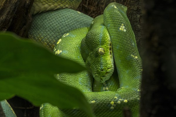 Green tree python