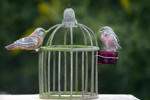 Common Redpoll