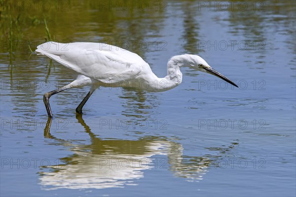 Little egret