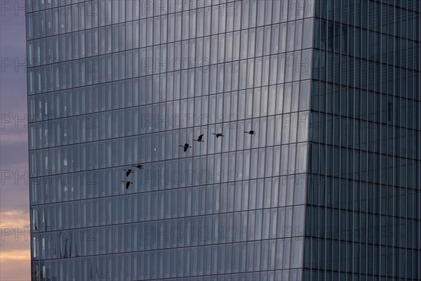 A flock of Egyptian geese flies past the glass facade of the European Central Bank
