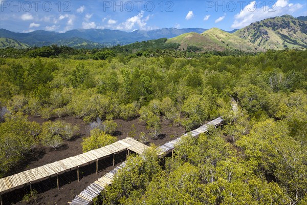 Boardwalks through mangrove forest