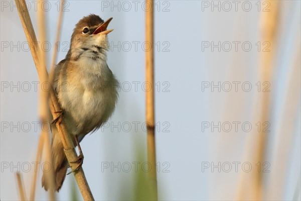 Reed warbler