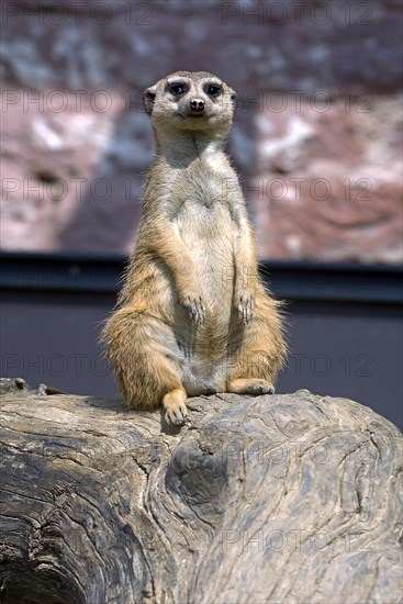 Meerkat