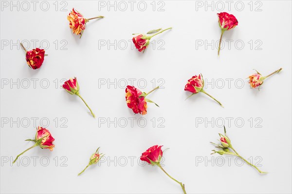 Arrangement red carnation flowers white background