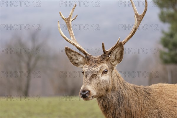 Portrait wild deer forest