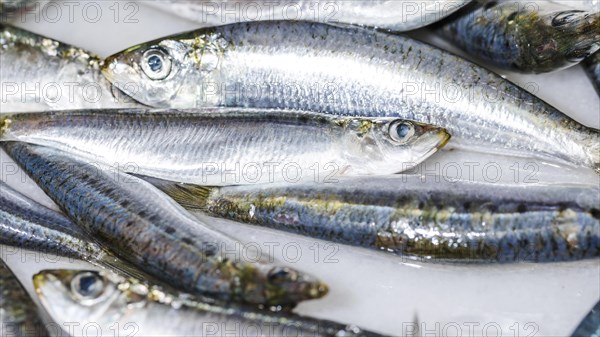 Close up white fresh fish