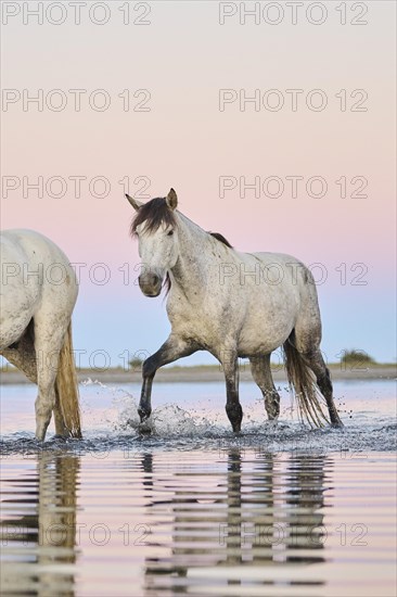 Camargue horse walking through the water at sunrise