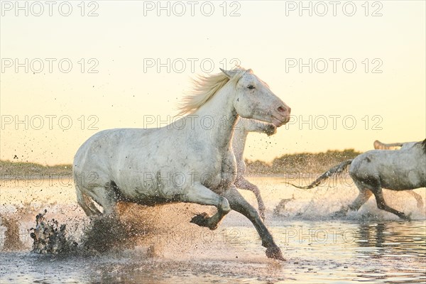 Camargue horses running through the water at sunrise