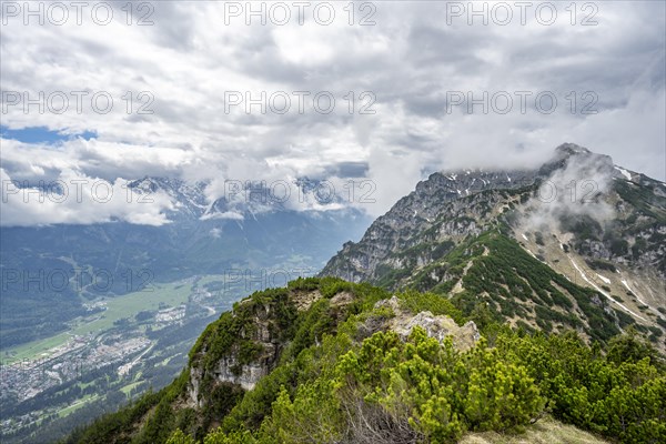 Ridge of the Katzenkopf covered with mountain pines