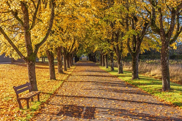 Tree avenue with an empty park bench on a beautiful autumn day