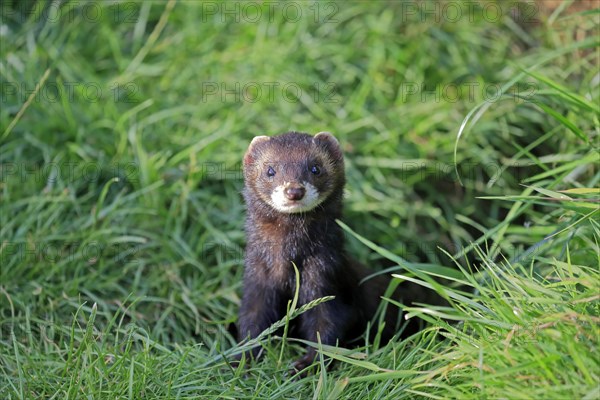 European polecat