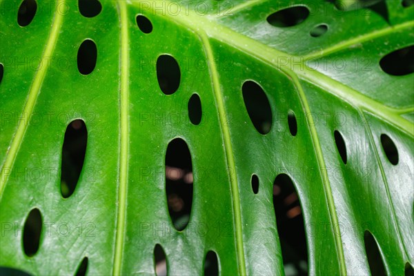 Monstera deliciosa leaf close up texture background