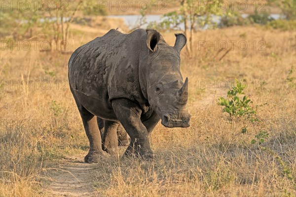 White rhinoceros