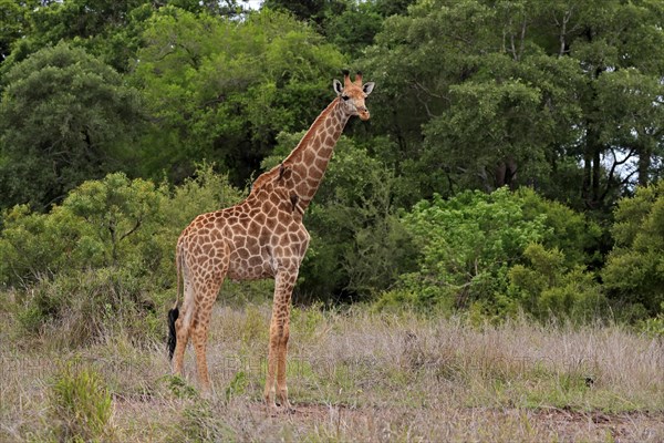 Southern giraffe