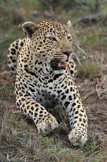 Leopard