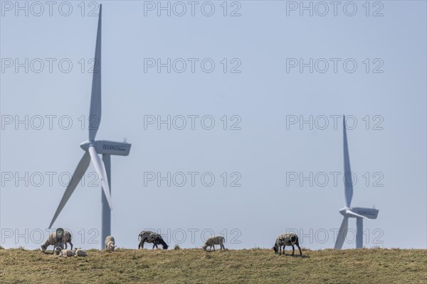 Sheep standing on a dike by the sea in front of wind turbines for wind energy