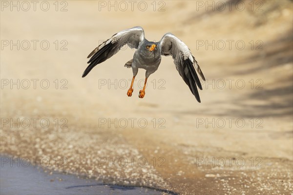 Pale-chanting Goshawk