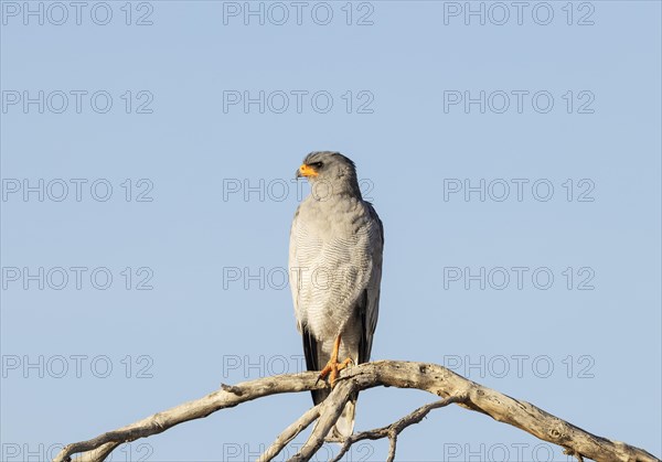 Pale-chanting Goshawk