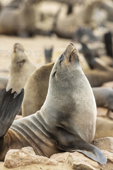 Cape Fur Seal