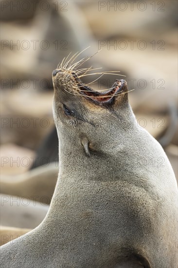 Cape Fur Seal