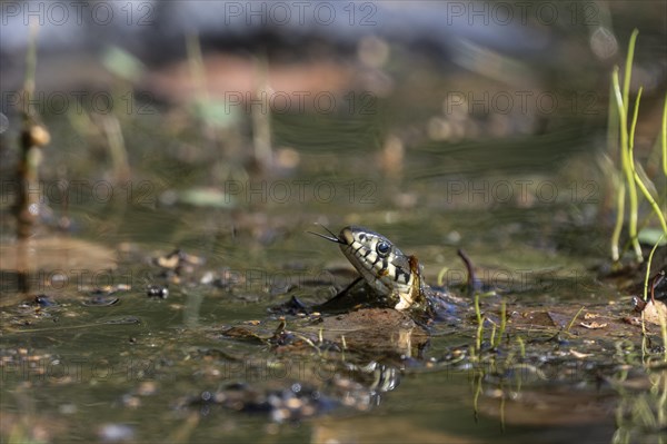 Grass snake