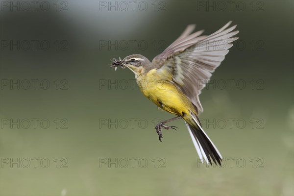 Blue-headed wagtail