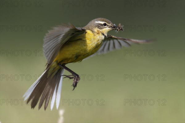 Blue-headed wagtail