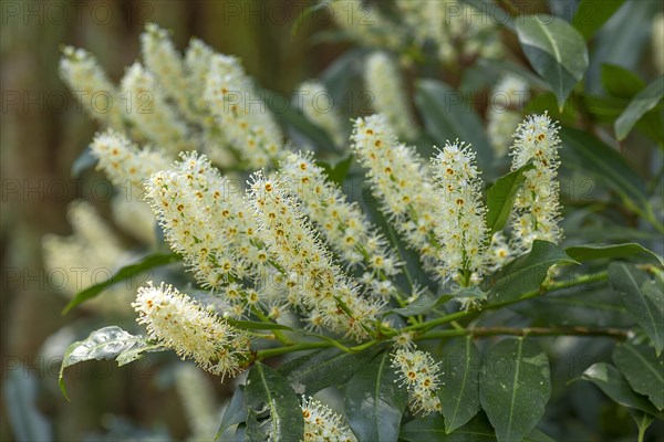 Flowering cherry laurel