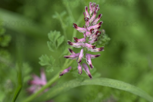 Flower of common fumitory