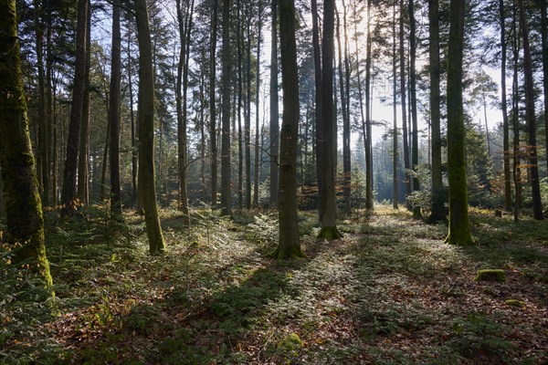 Mixed forest