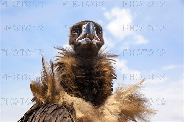 Cinereous vulture