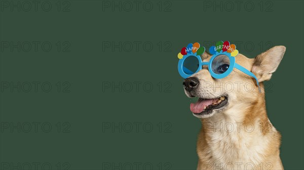 Smiley dog wearing cute glasses