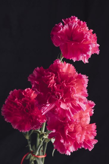 Bunch fresh pink flowers