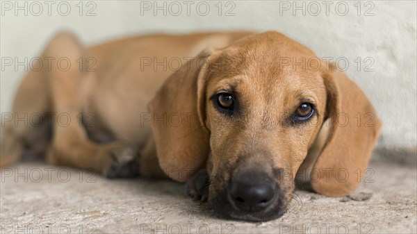 Cute rescue dog shelter waiting adopted