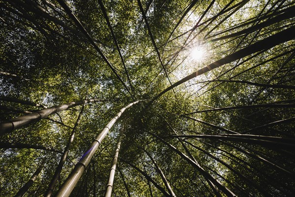 Low angle view bamboo grove