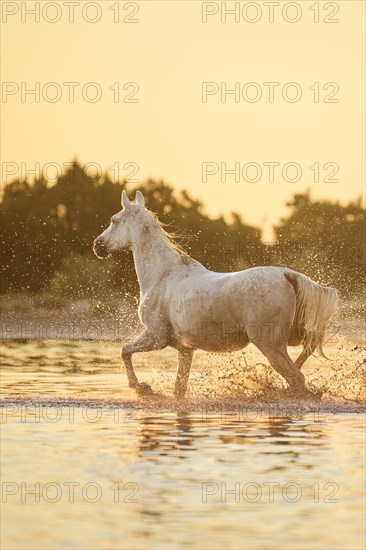 Camargue horses running through the water at sunrise