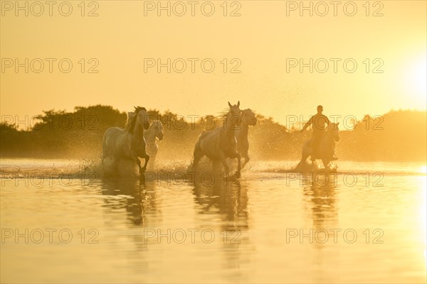 Camargue horses running through the water at sunrise