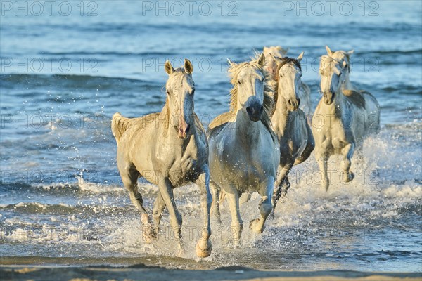 Camargue horses running out of the sea on a beach in morning light