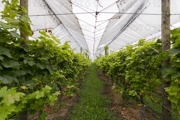 Vineyard covered with protective nets