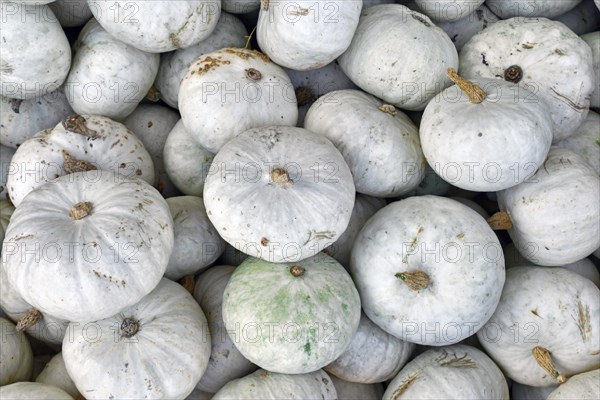 Top view of many white Japanese Hokkaido Kabocha squashes