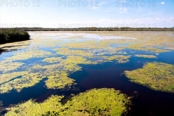 Landscape photograph Federsee lake