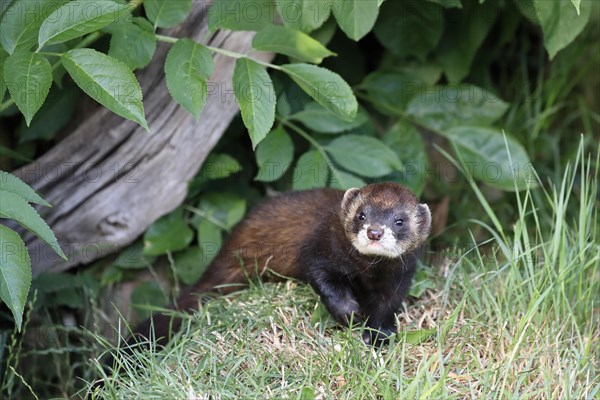 European polecat