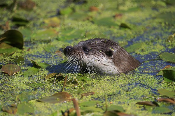 European otter