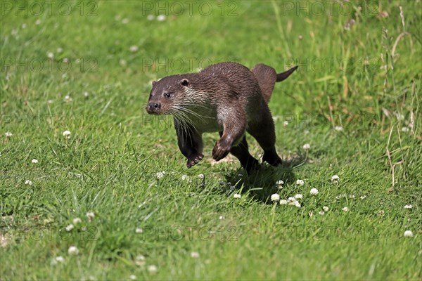 European otter