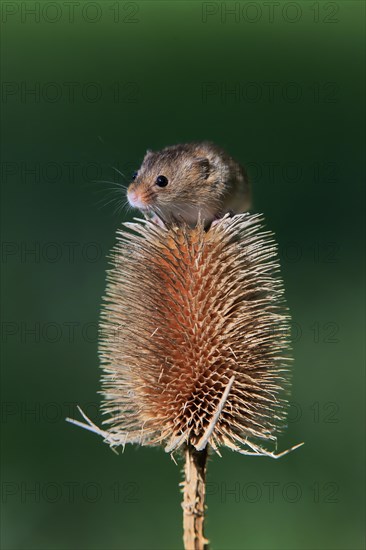 Eurasian harvest mouse