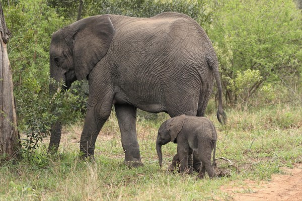 African elephant