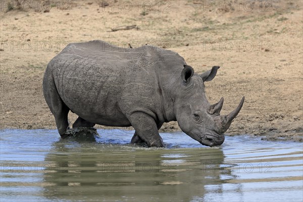 White rhinoceros