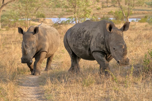 White rhinoceros