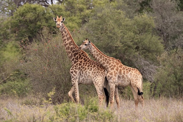 Southern giraffe