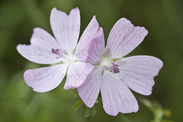 Musk mallow